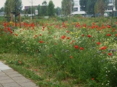 Slechts 14 km gemaaid volgens bermbeheer.