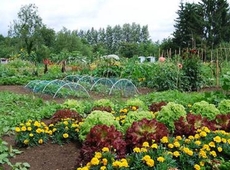 Op de gemeenteraad van 13 juli ll. werd het voorstel aangenomen om na te gaan of er Meulebekenaren zijn die interesse hebben voor het gebruik van een perceel land in een volkstuinproject.  