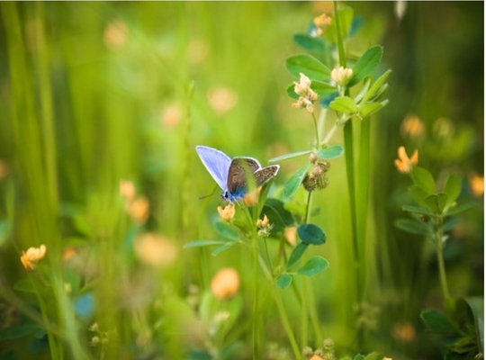 N-VA vraagt meer aandacht voor biodiversiteit bij openbare werken